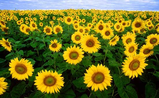Sunflower-field-Fargo-North-Dakota.jpg