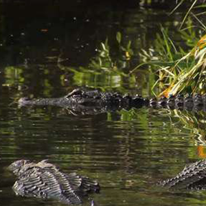 Alligator and Spoonbill Swamp Cam