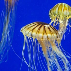 Georgia Aquarium Jellyfish Cam