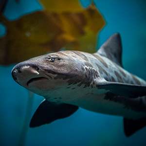 Monterrey Bay Aquarium Shark Cam