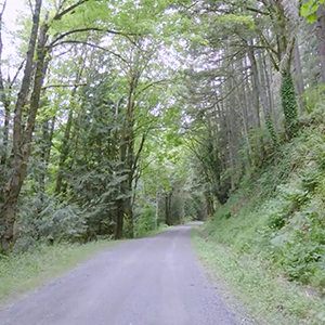 Virtual Forest Walk In 4K - 5 Hours Walking In The Woods