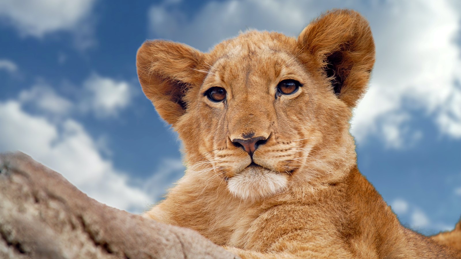 lion cub laying down and looking at the camera